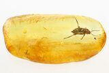Detailed Fossil Marsh Beetle (Elodes) in Baltic Amber #284709-2